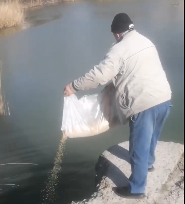 В Новороссийске жители начали зарыбливать  «мертвые» Южные пруды