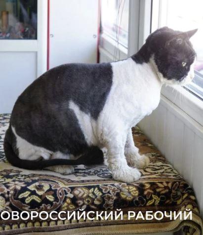 В Новороссийске спасенная кошка работала «начальником отдела кадров» магазина