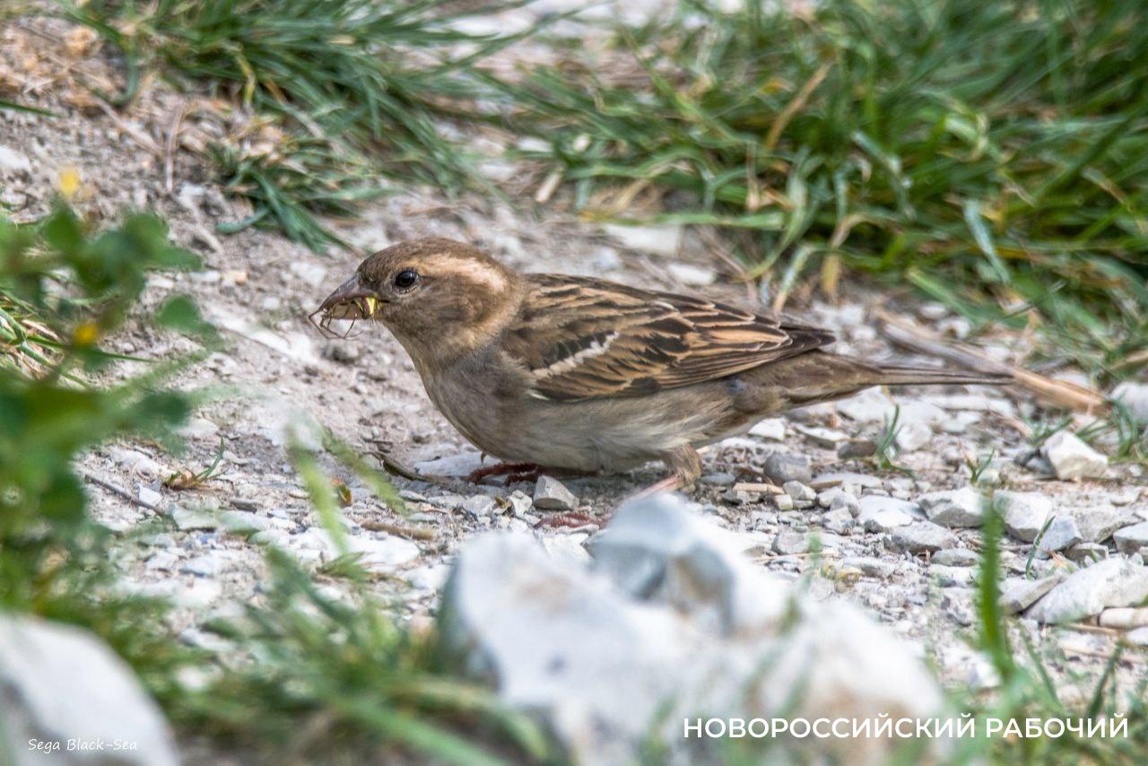 Давайте пересчитаем всех воробьев в Новороссийске!