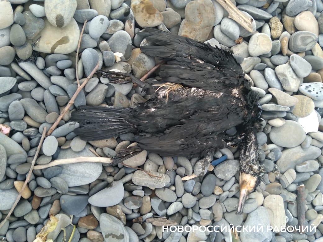 В Новороссийске на косе находят погибших птиц и капли мазута