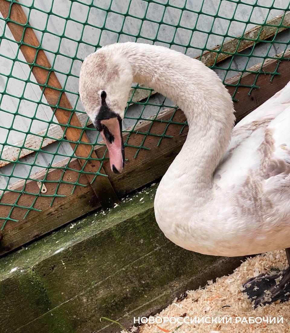 В Новороссийске спасли лебеденка от буллинга местных лебедей