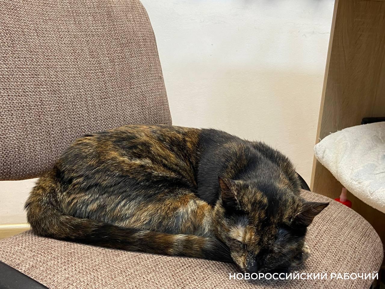 В Новороссийске появилась кошечка редкой профессии – багетчик