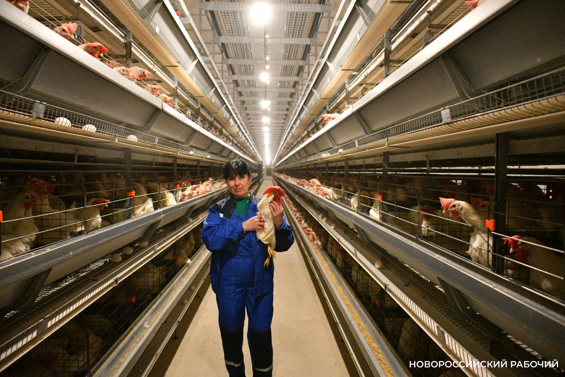 Плюс 230 тыс. кур – на птицефабрике Новороссийска построили два новых корпуса