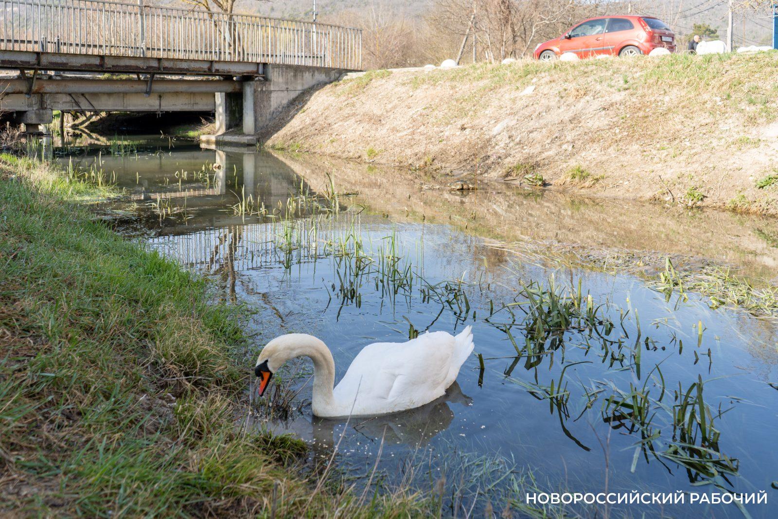 В Новороссийске  старожилу озера Абрау подселили сородича. Но Гоша может быть…  Василисой