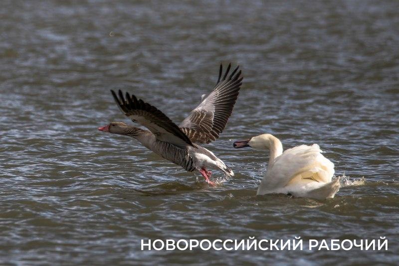Новороссийские лебеди прогнали «чужих» из Суджукской лагуны