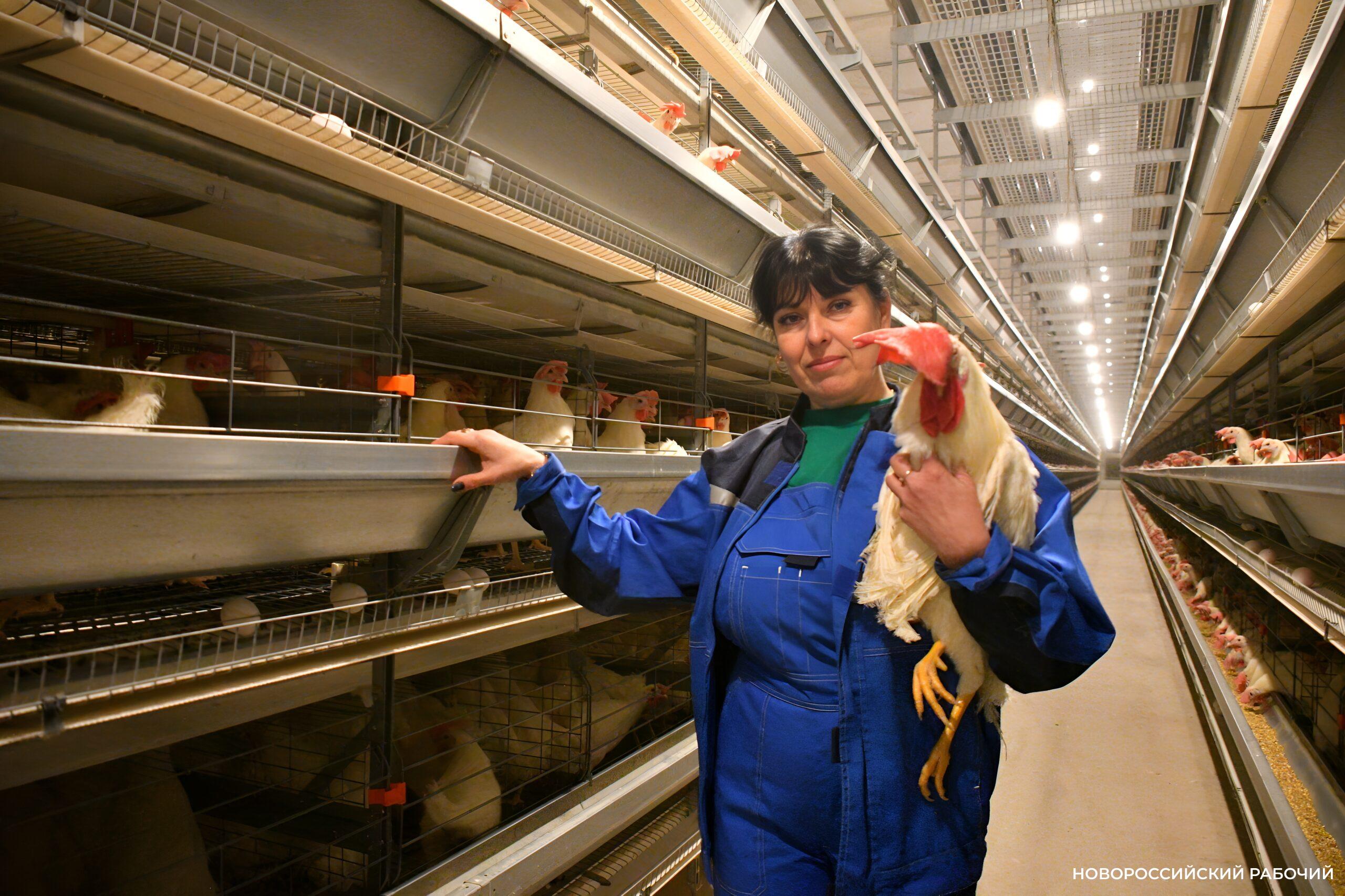 Без мужика в любом курятнике — ни-ку-да! Секреты от лучшей птичницы Кубани из Новороссийска
