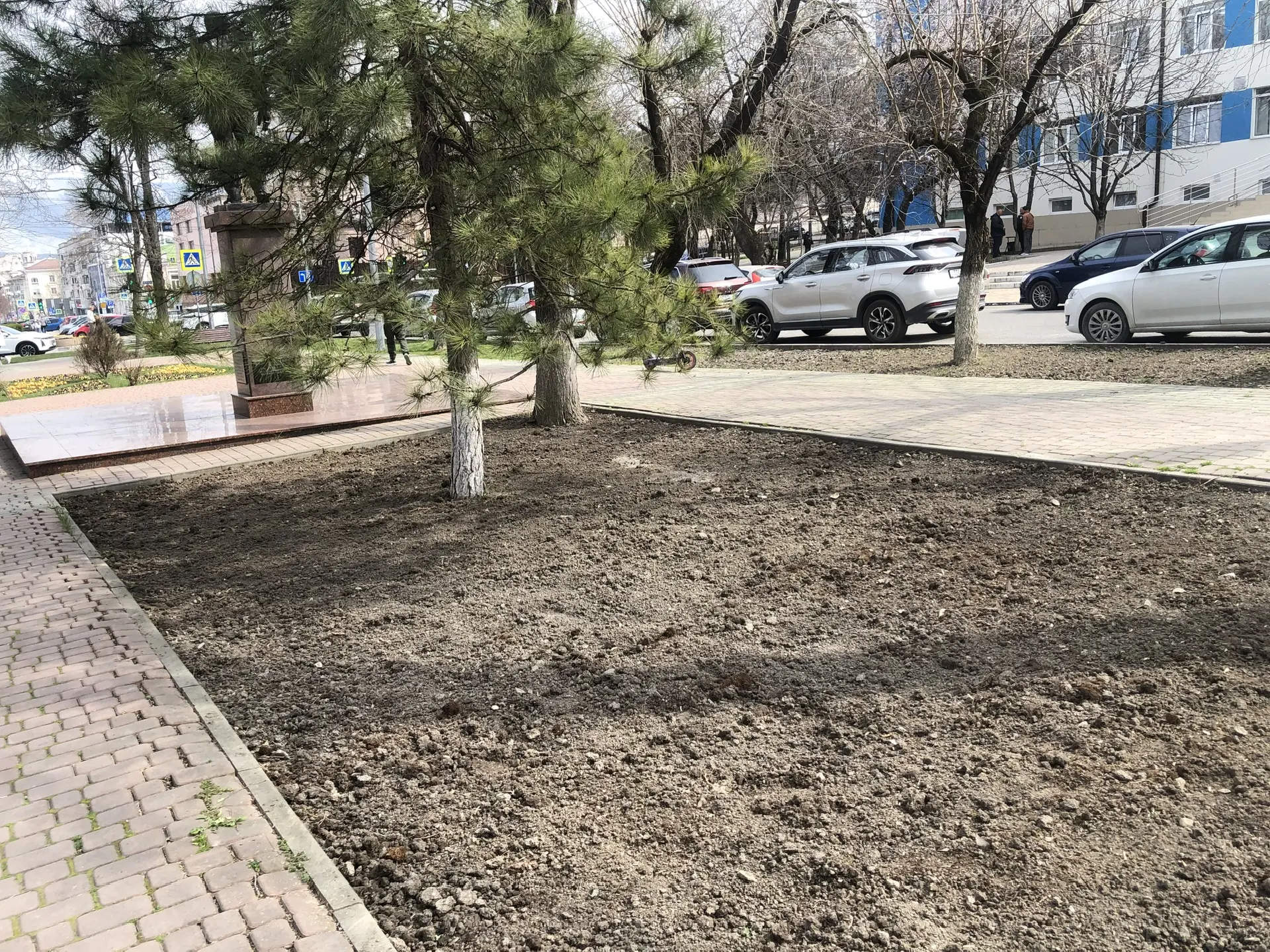 В Новороссийске выкорчевали мертвые кустарники, которые «украшали» сквер Брежнева больше года