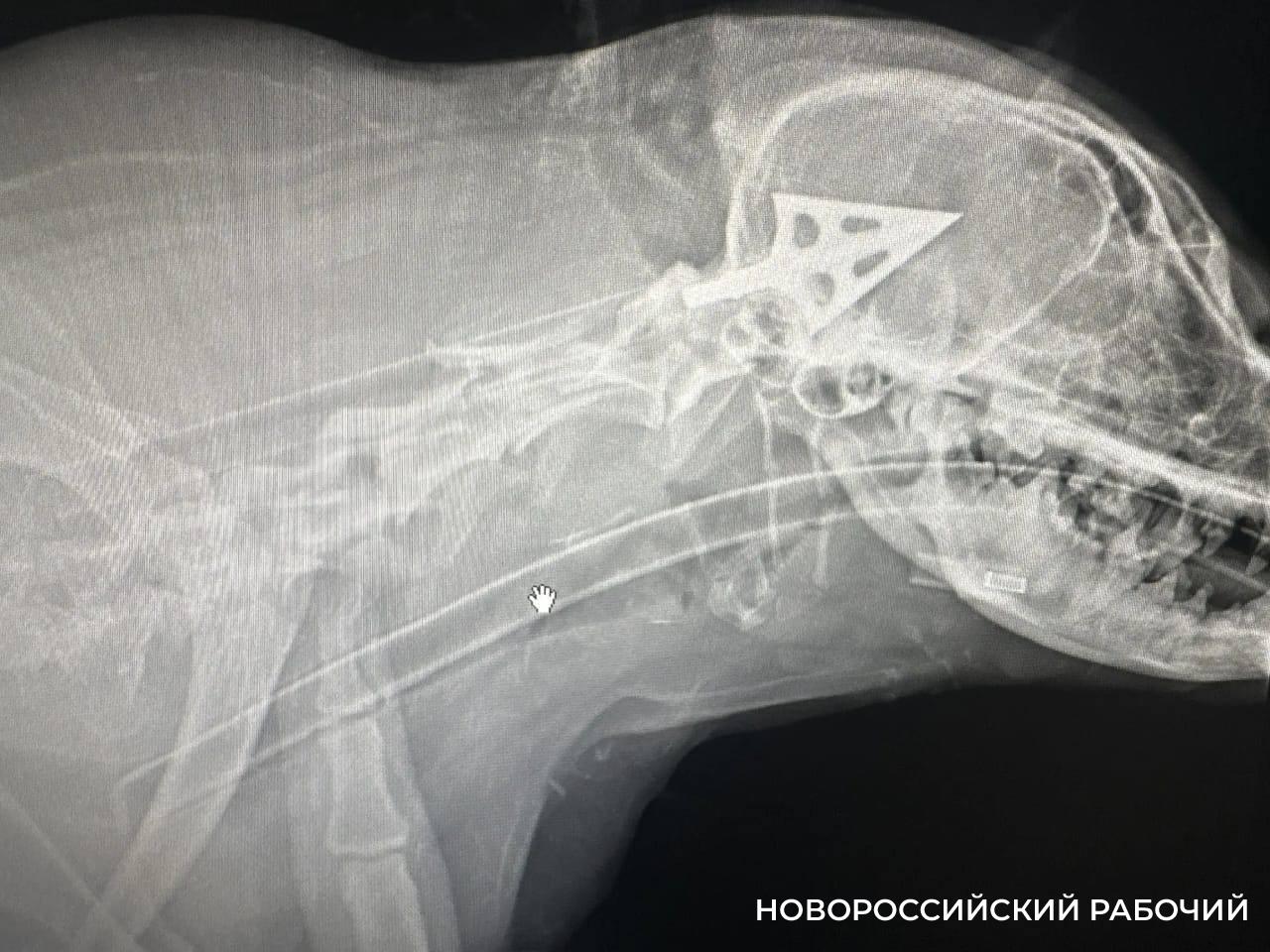 В Новороссийске собаку расстреляли из арбалета. Стрелка ищут