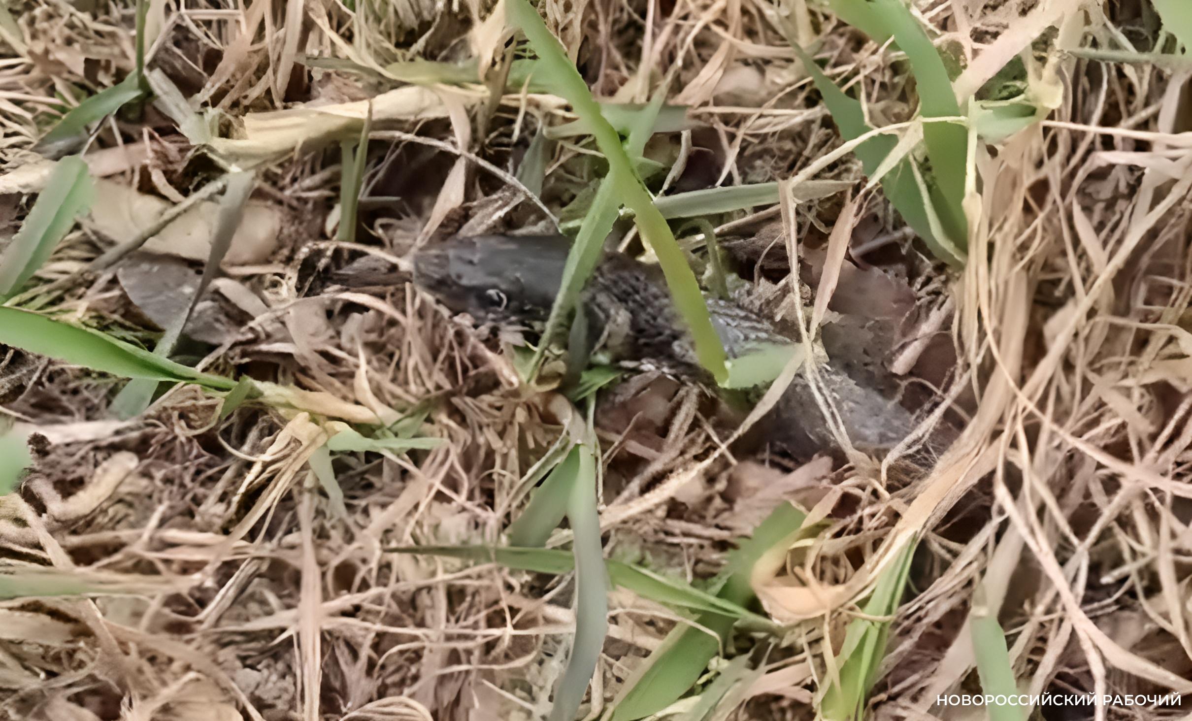 В лесах Новороссийска обнаружили новый вид гадюки. Остальные гады тоже проснулись!  