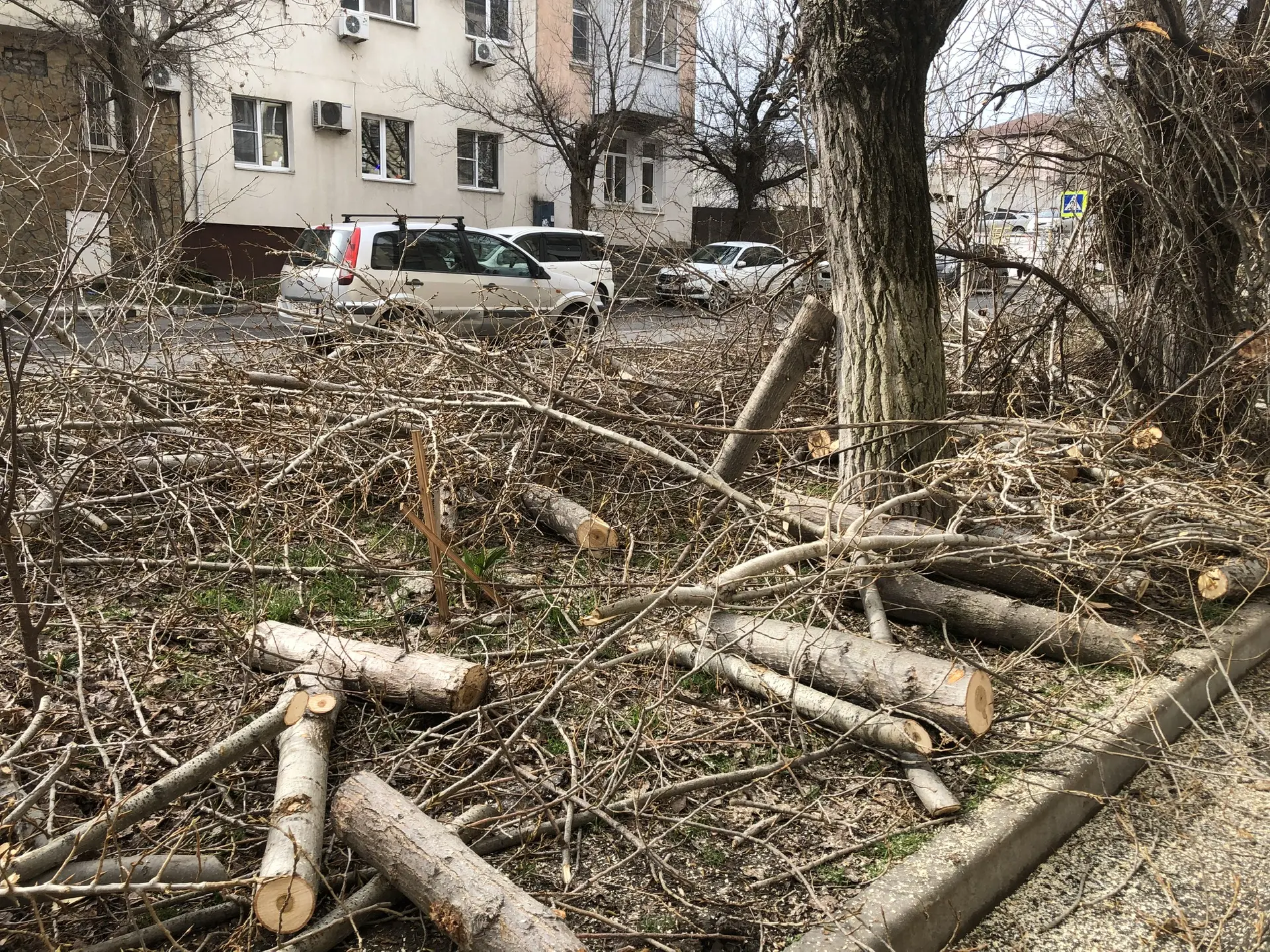 В Новороссийске хотят сделать борьбу с ветками выгодной для малого бизнеса