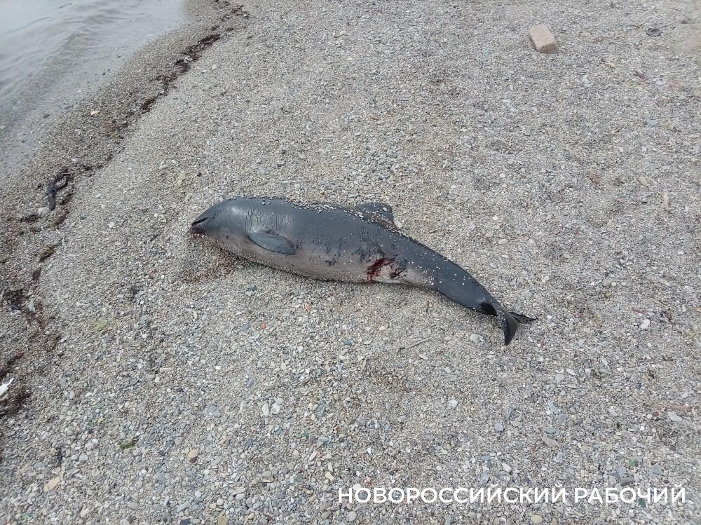 На Волочаевский берег Новороссийска выбросило мертвых дельфинов