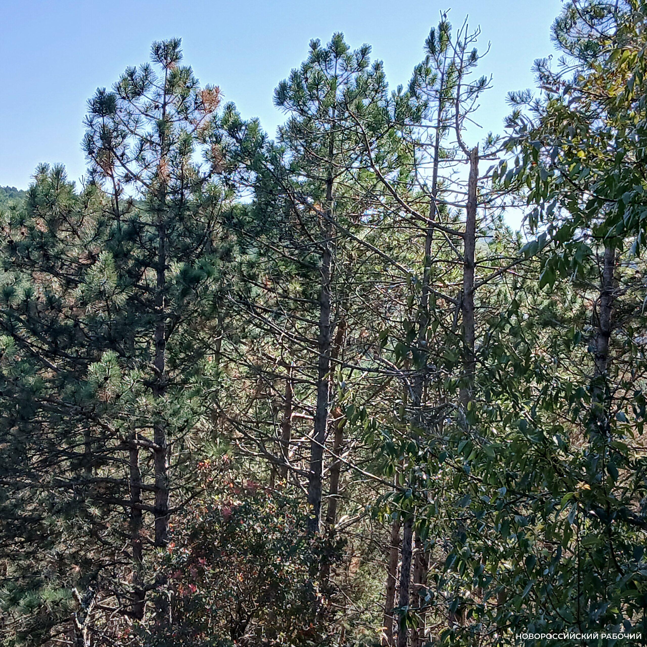 В начале мая в лесах Новороссийска установят противопожарный режим