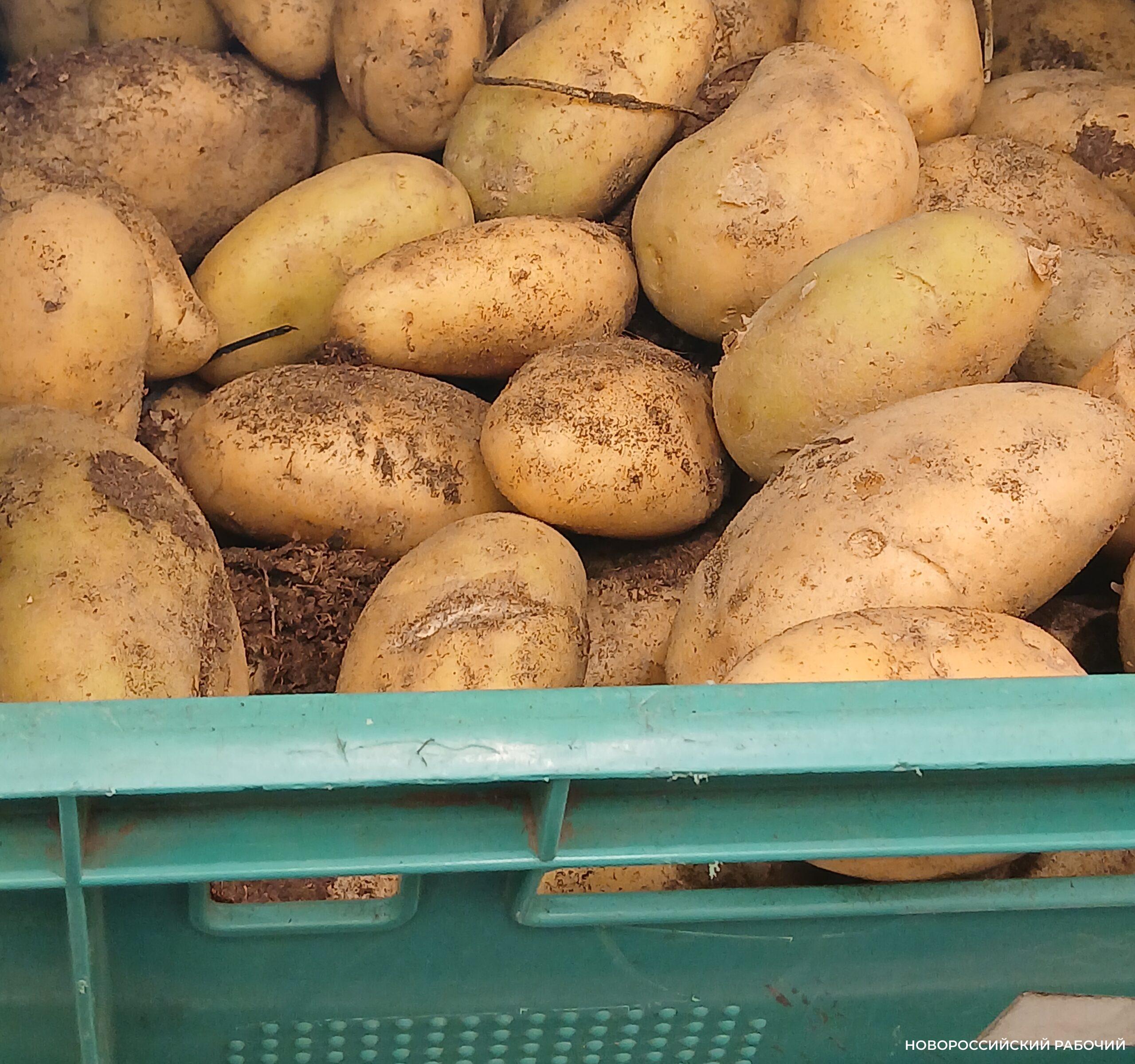В Новороссийске подешевела молодая картошка
