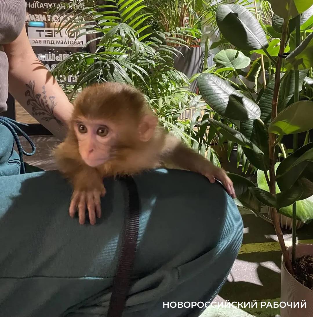 В кафе Новороссийска накормили обезьянку