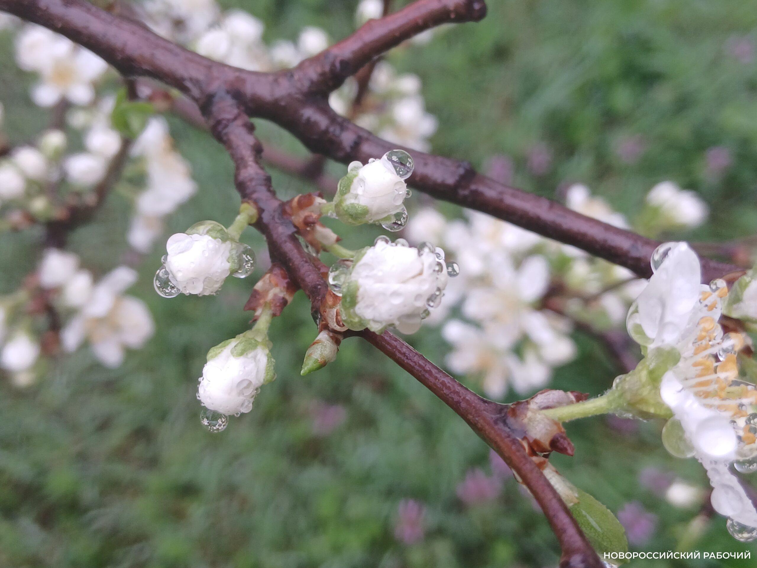Туманный март в Новороссийске оказался … сухим