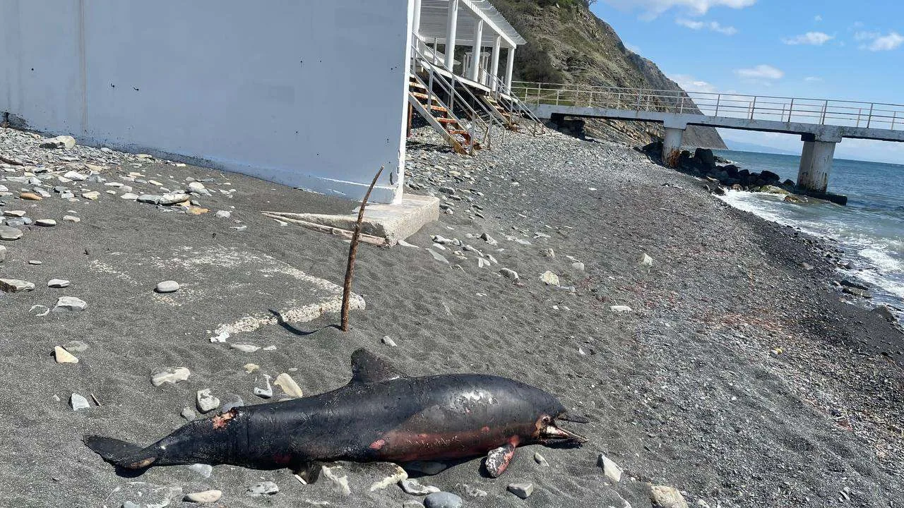 Куда обращаться в Новороссийске, чтобы убрали мертвых дельфинов