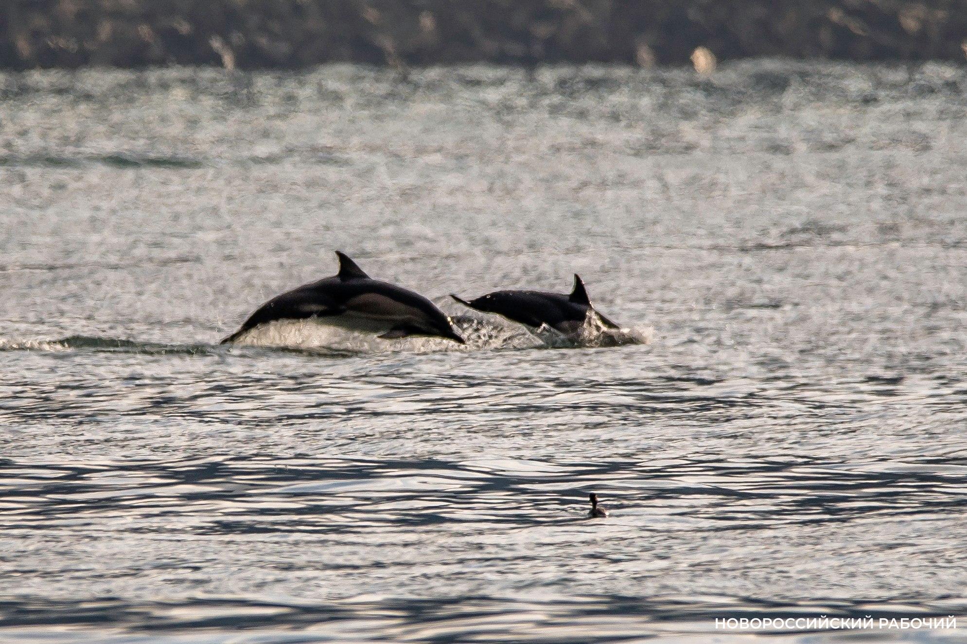 В море у Новороссийска замечены стаи дельфинов