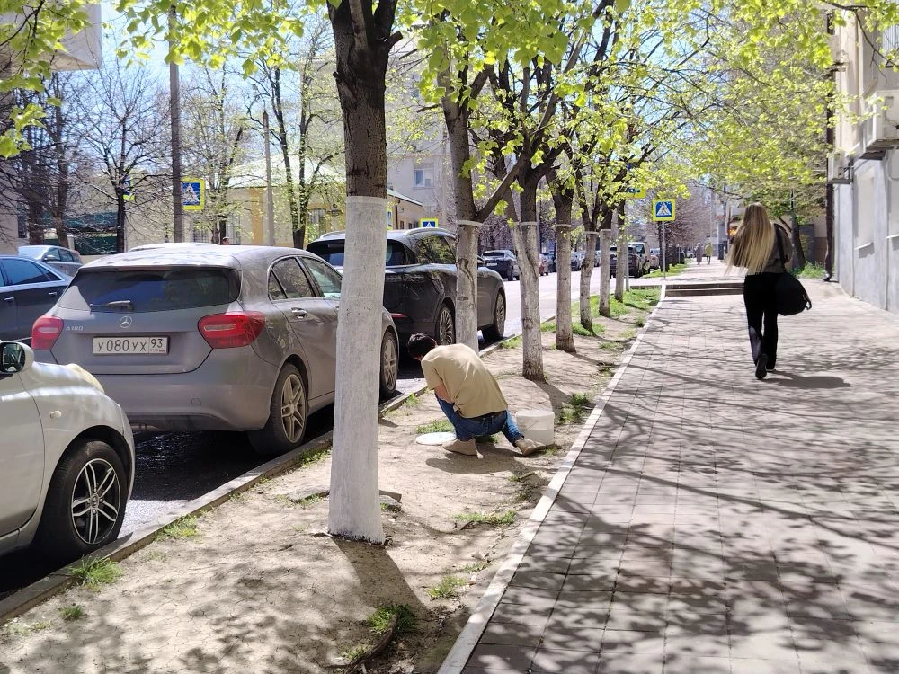 В Новороссийске запретили белить деревья на улицах, но горожане все равно это делают