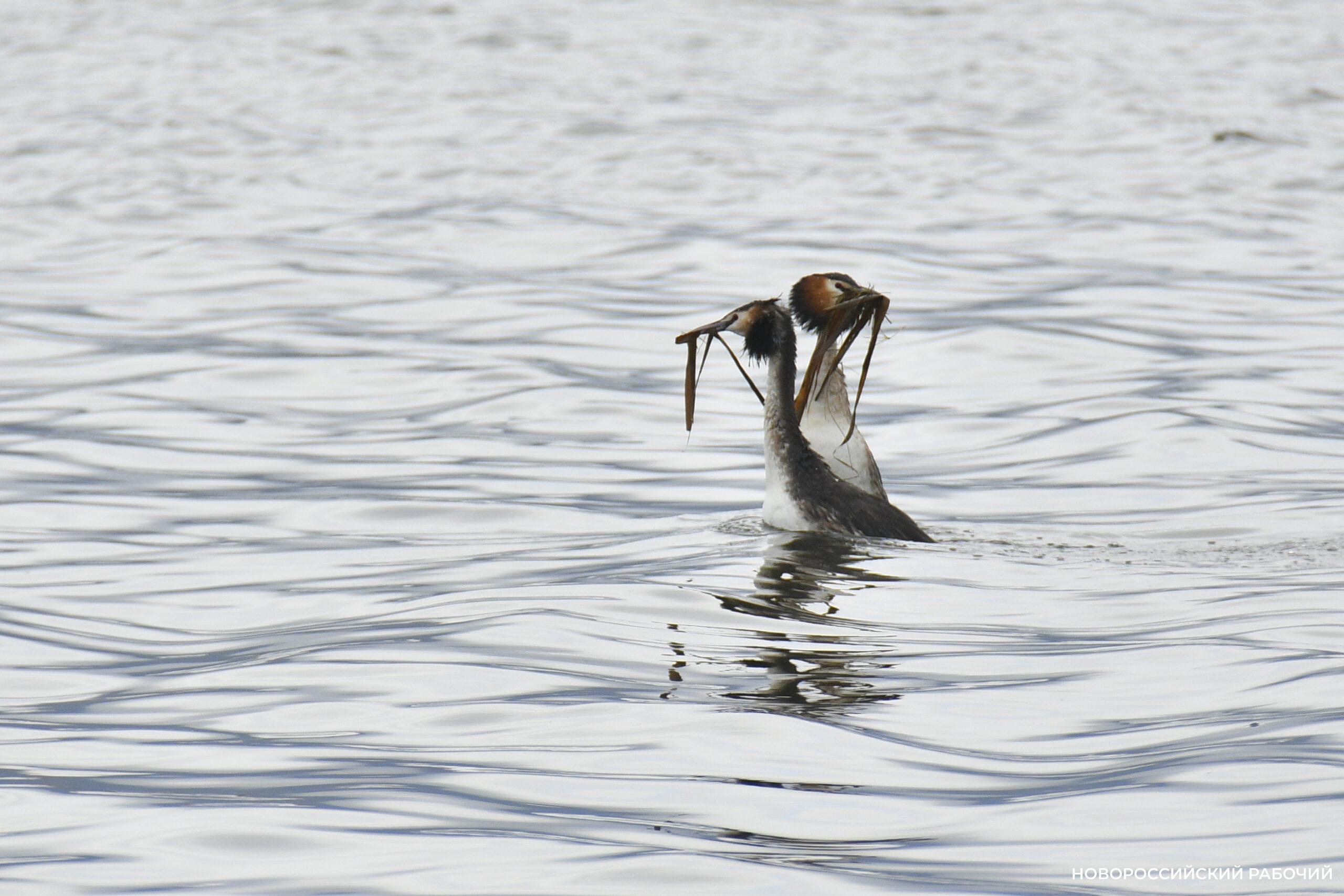 Фотограф «Новороссийского рабочего» сделал уникальные фото брачных игр большой поганки