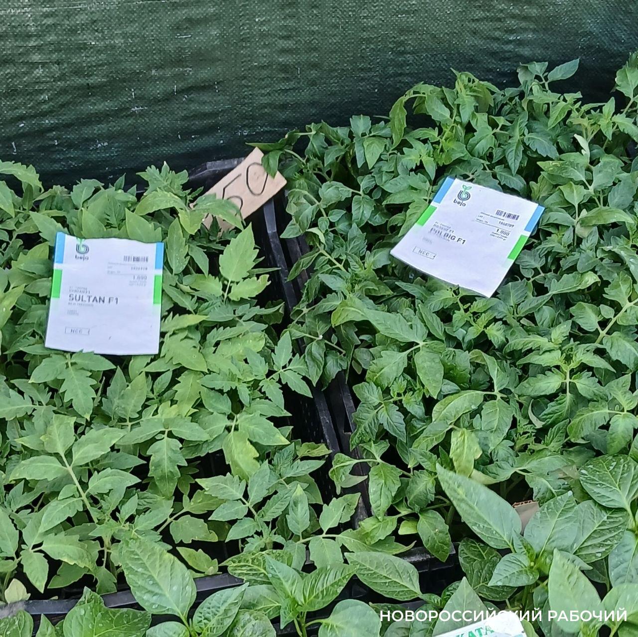 В Новороссийске стали торговать рассадой – она не всем по карману