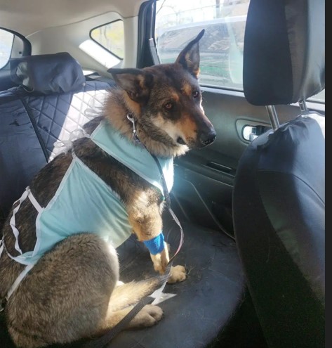 В Новороссийске спасли подругу «борисовского монстра» с замершей беременностью