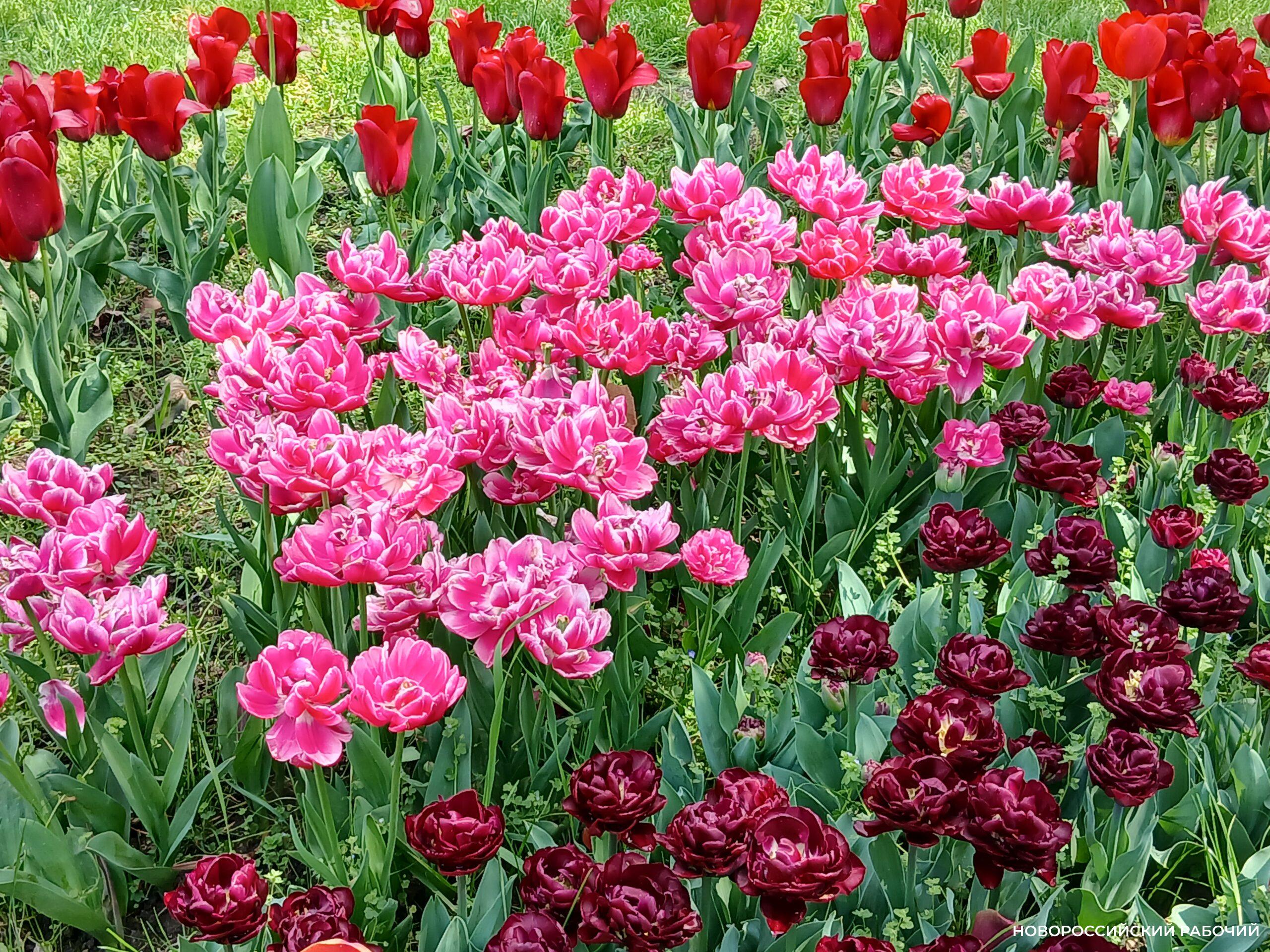 На Парковой аллее Новороссийска праздник тюльпанов!