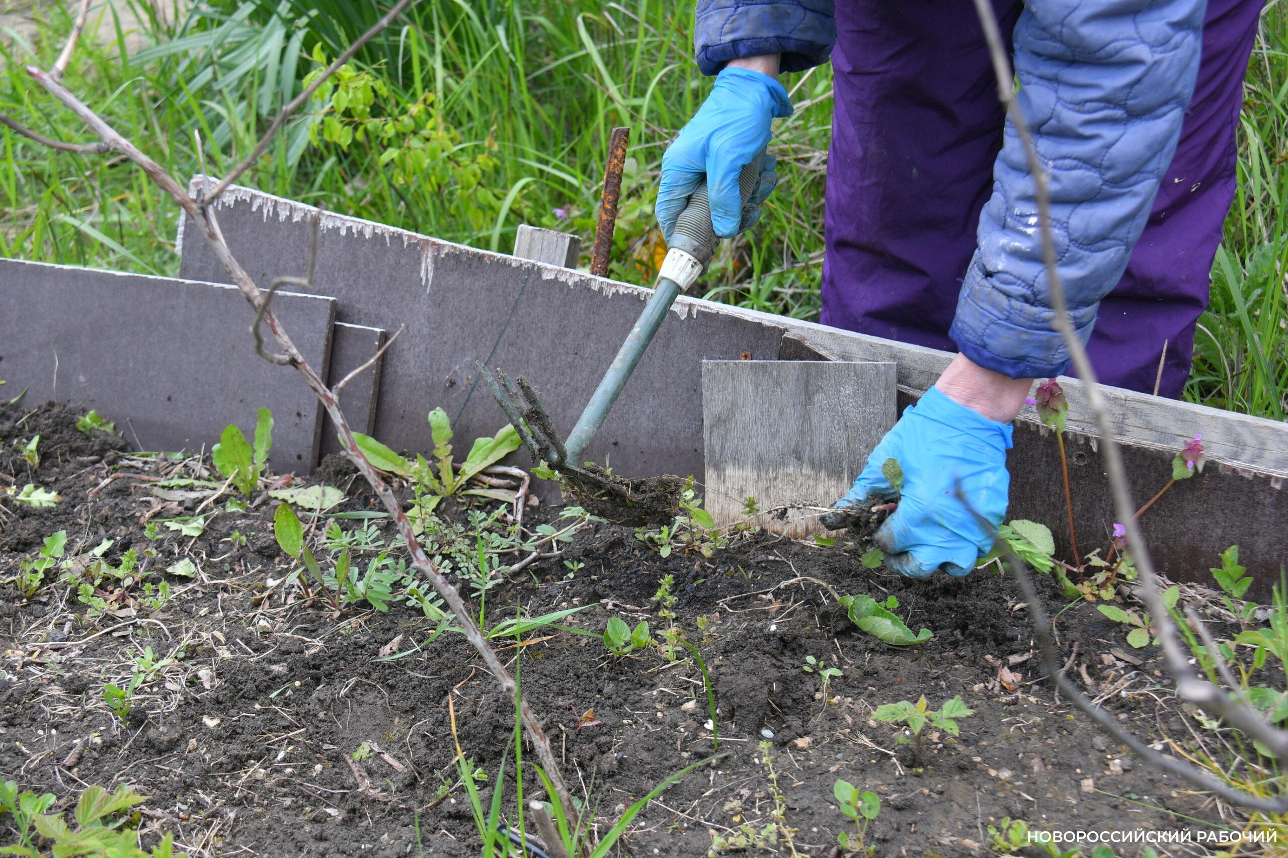 Новороссийские садоводы не видят препятствий на пути к грядкам
