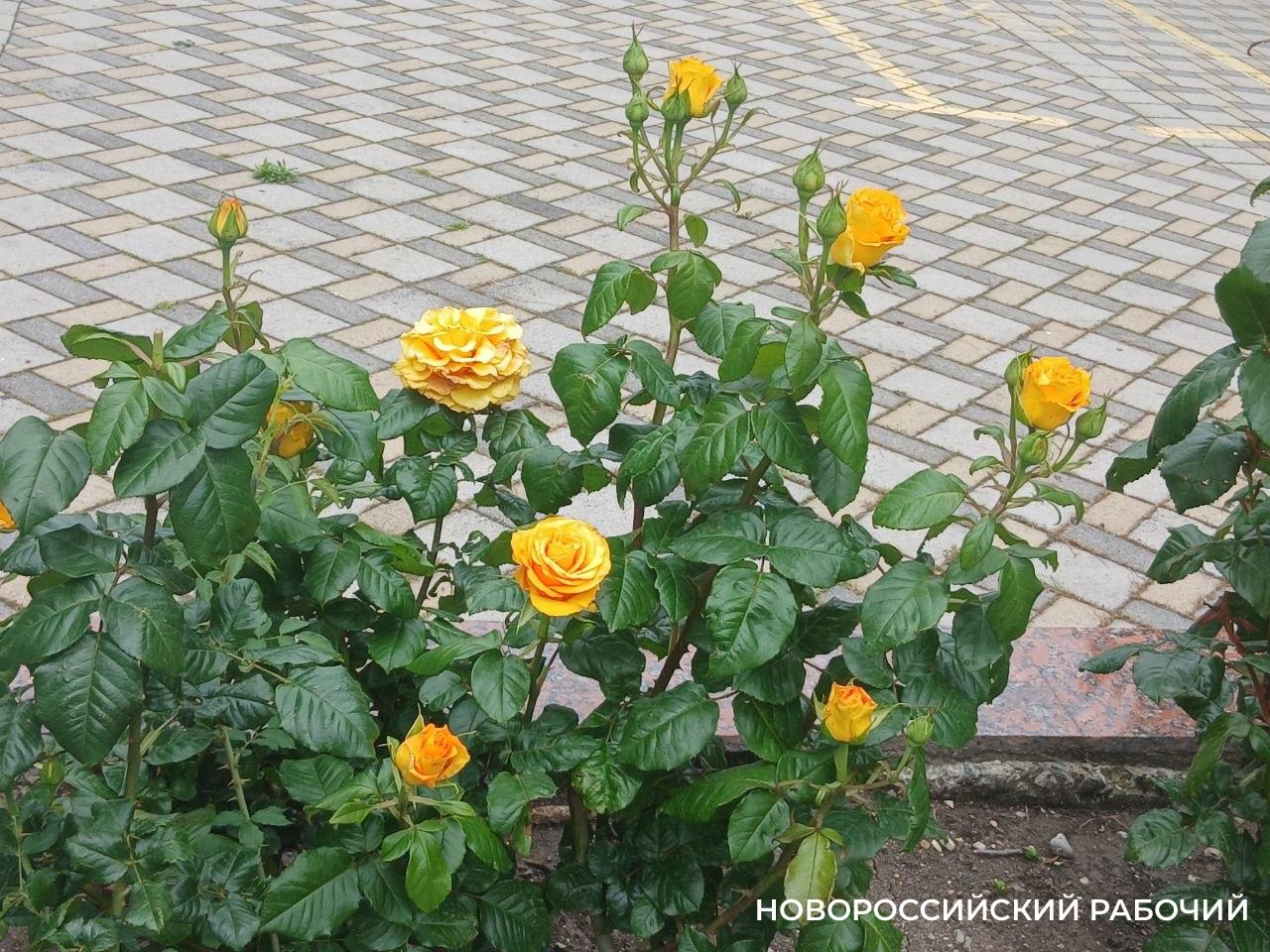 В Новороссийске начался розовый сезон
