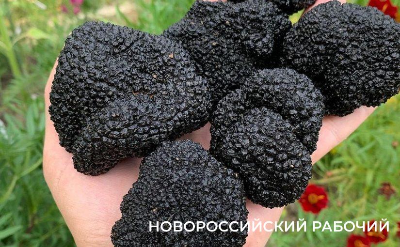 Какие грибы в Новороссийске можно будет собирать через разрешение на Госуслугах