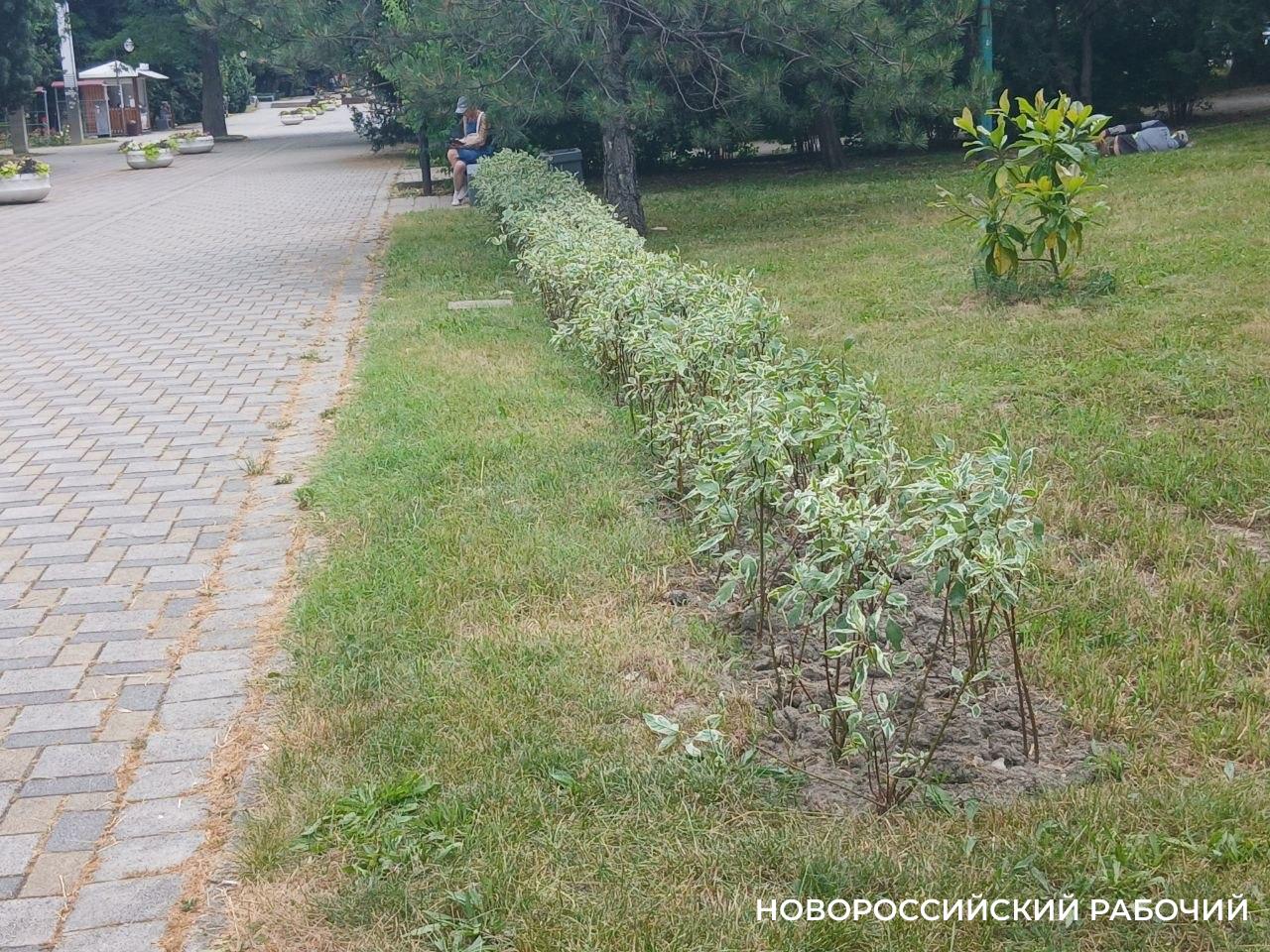 В Новороссийске стало больше живых изгородей