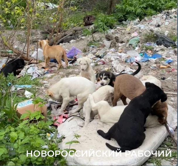 Жители Новороссийска просят спасти 34 щенков, которые обречены на гибель