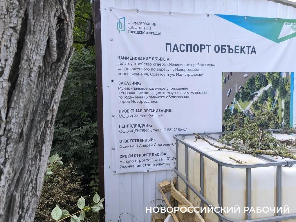 В центре Новороссийска из-за строителей могут погибнуть десятки взрослых деревьев