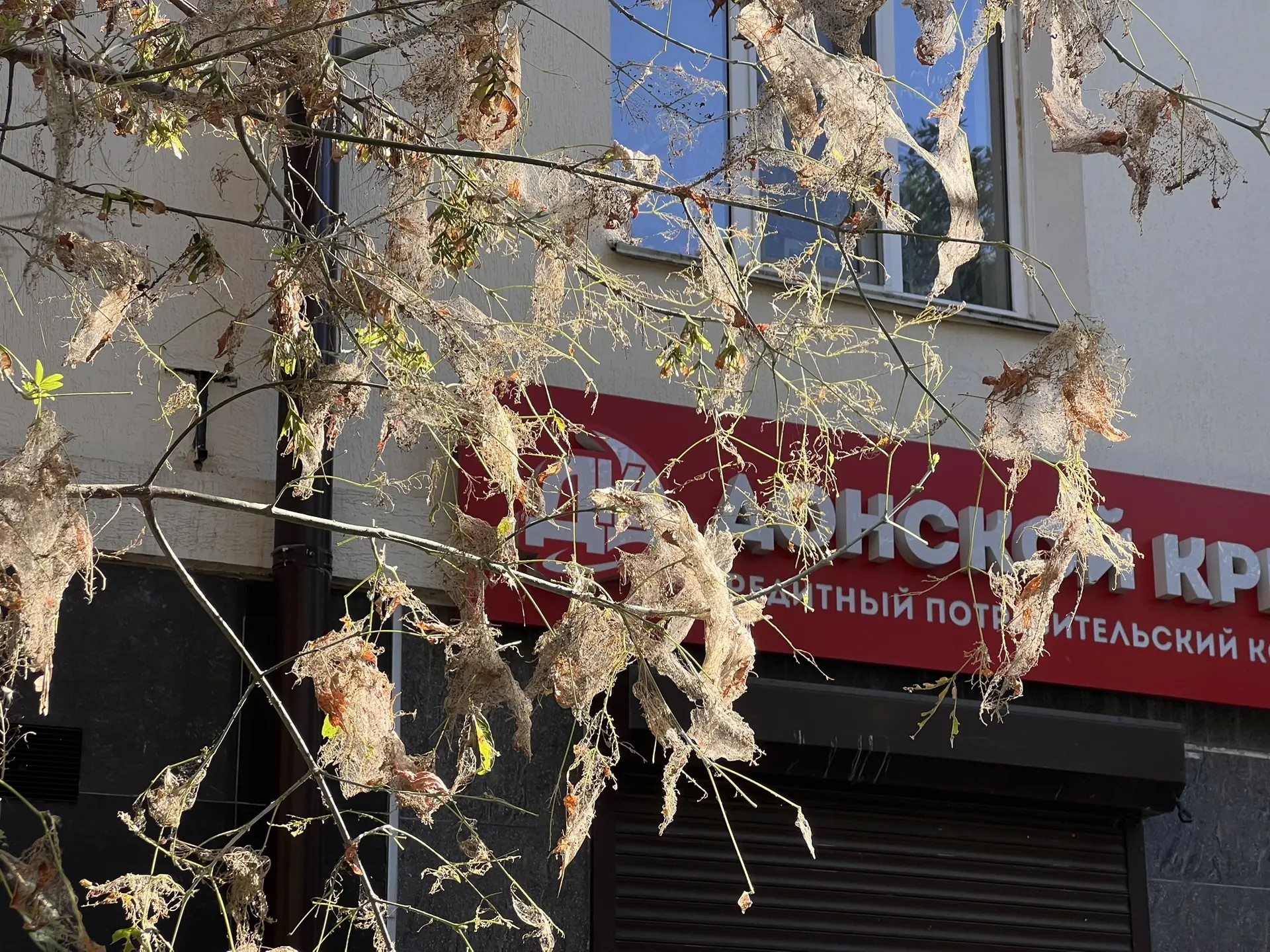 В центре Новороссийска на головы прохожих падают гусеницы