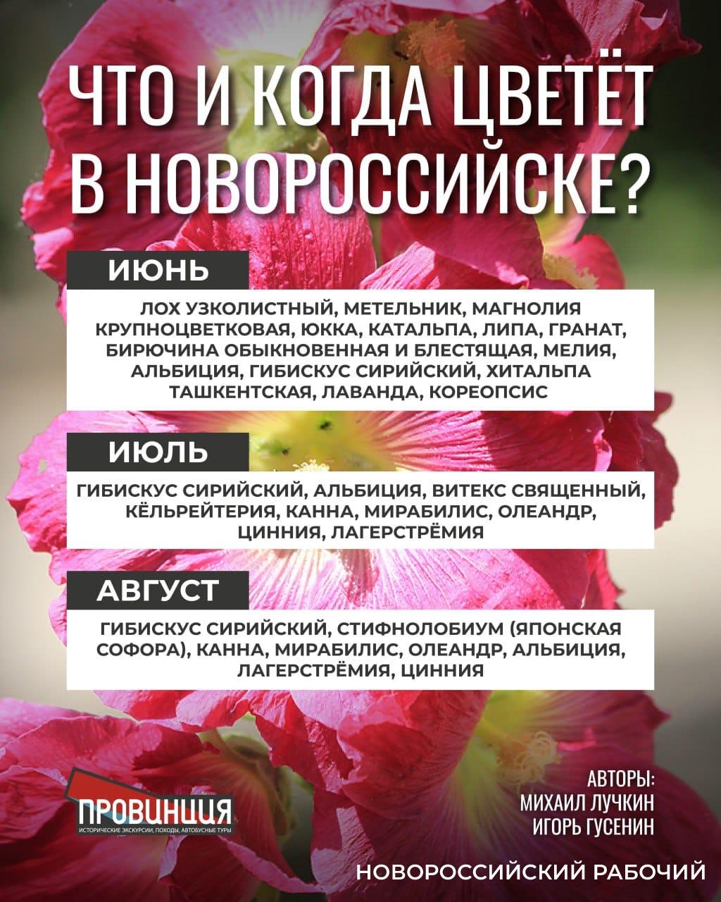 Какие растения в Новороссийске  цветут круглый год