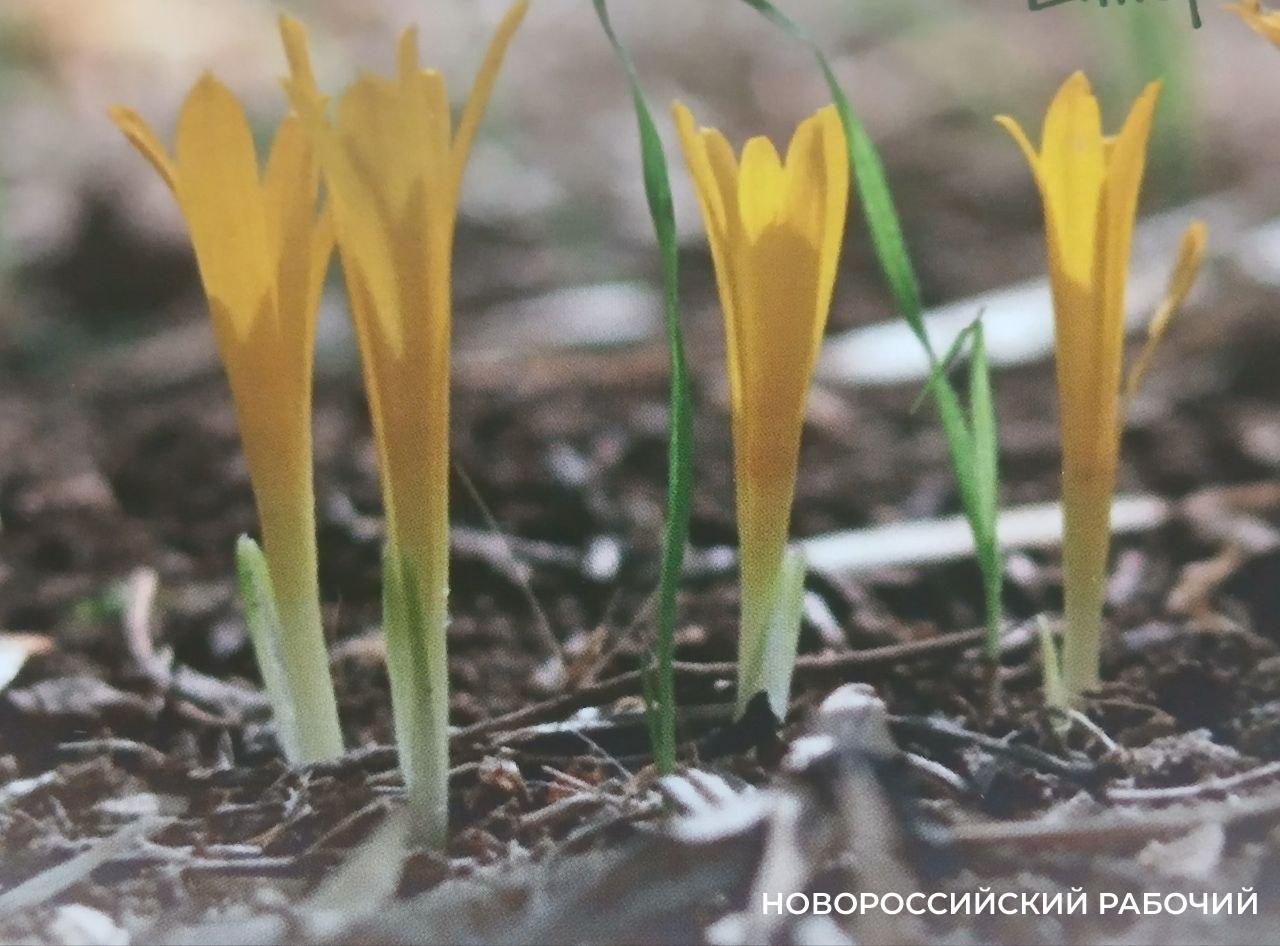 В Новороссийске родственница подснежника цветет под землей