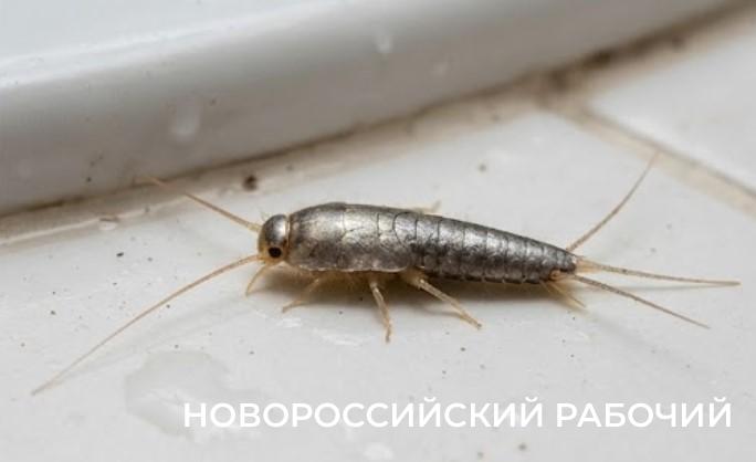 Не просто безобидная букашка: почему появление чешуйниц в ванной — это тревожный звоночек