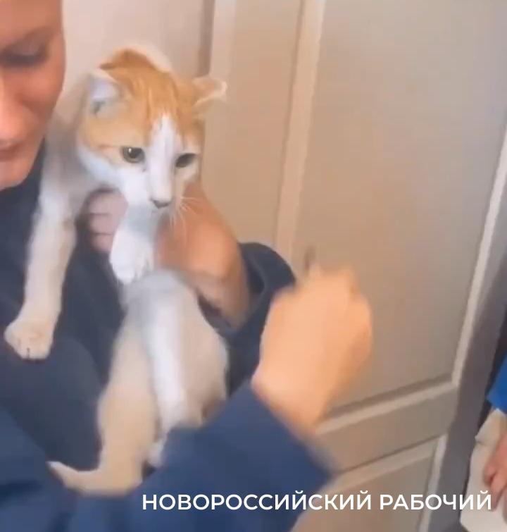 Кот из Новороссийска устроил экстремальное путешествие с 16-го на 2-й этаж