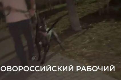 Новороссийцев предупредили об агрессивном хозяине и его собаке