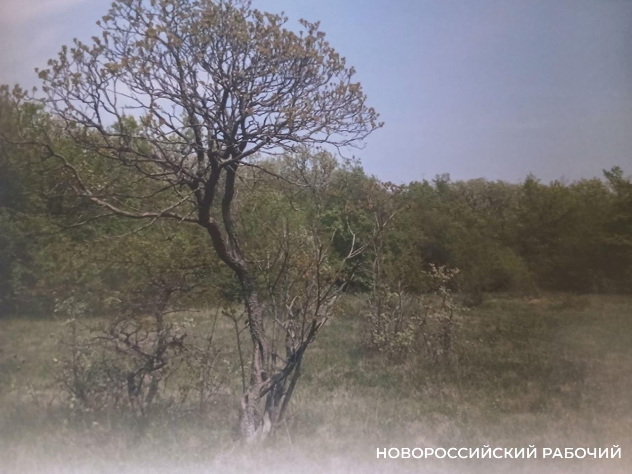 По заповедному лесу в окрестностях Новороссийска проложат экотропу