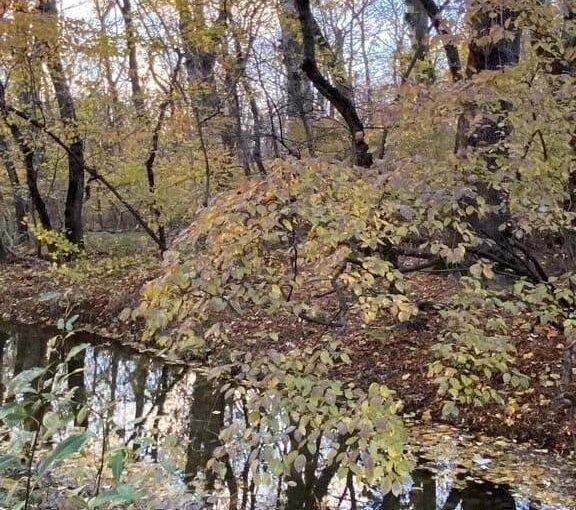 Лес, который нельзя вырастить заново: почему Цемесская роща так важна для Новороссийска