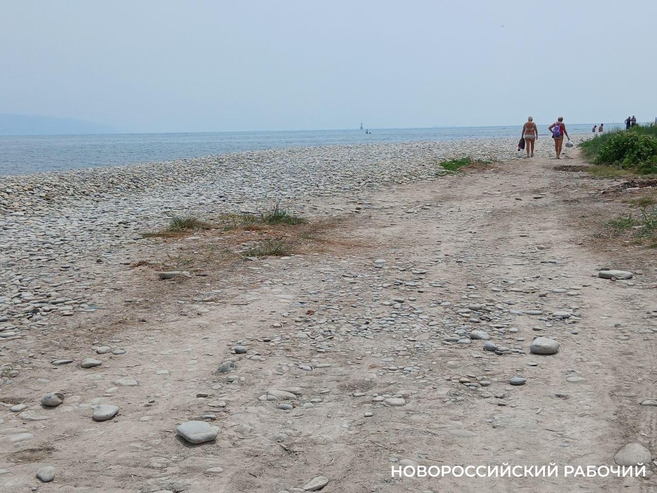 В Новороссийске выясняют причину гибели птиц на косе